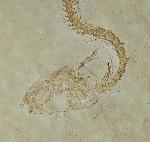 Leptolepides sprattiformis (BLAINVILLE 1818) - Bild © FossNet FossilienStore